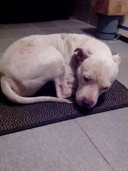 Cachorro ra a pit bull idade 2 anos nome Bug