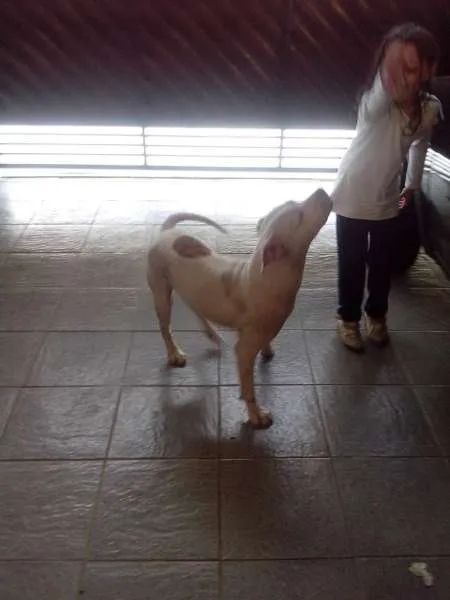 Cachorro ra a pit bull idade 2 anos nome Bug