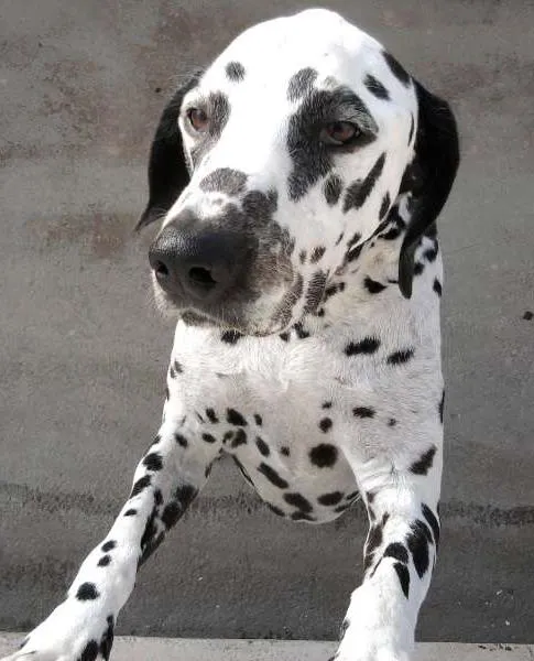 Cachorro ra a Dálmata idade 6 ou mais anos nome YODA