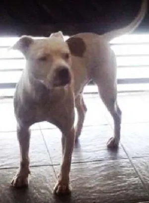 Cachorro raça pit bull idade 2 anos nome Bug