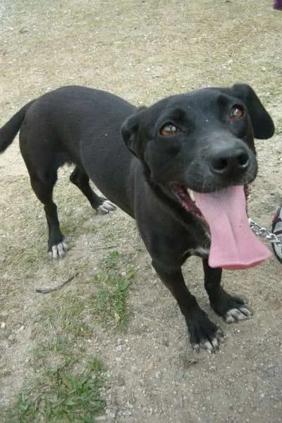 Cachorro ra a SRD idade 3 anos nome Laica