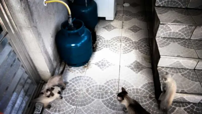 Gato ra a SRD idade Abaixo de 2 meses nome Bolachinha; Titã; K