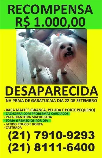 Cachorro ra a Maltês idade 6 ou mais anos nome Cristal GRATIFICA