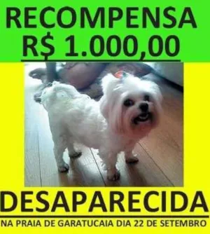 Cachorro raça Maltês idade 6 ou mais anos nome Cristal GRATIFICA