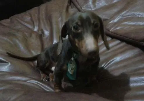 Cachorro ra a salsicha idade 2 anos nome Toddy