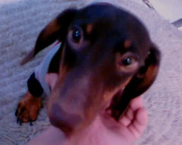 Cachorro ra a salsicha idade 2 anos nome Toddy