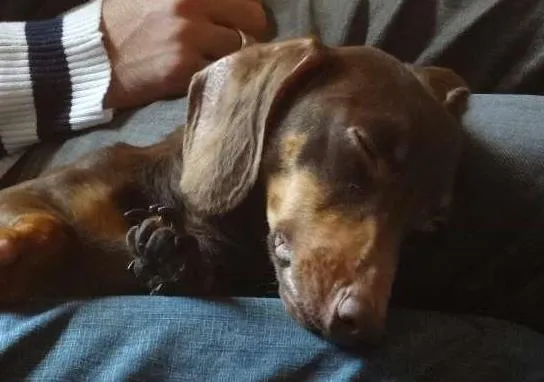 Cachorro ra a salsicha idade 2 anos nome Toddy