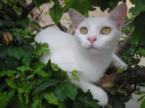 Gato raça SRD idade 1 ano nome Sweet