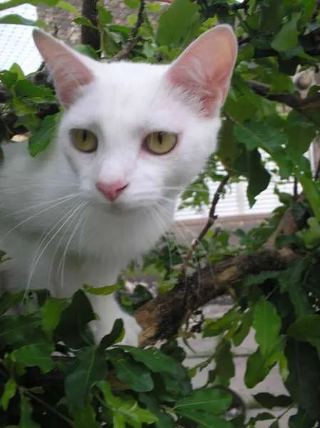 Gato ra a SRD idade 1 ano nome Sweet