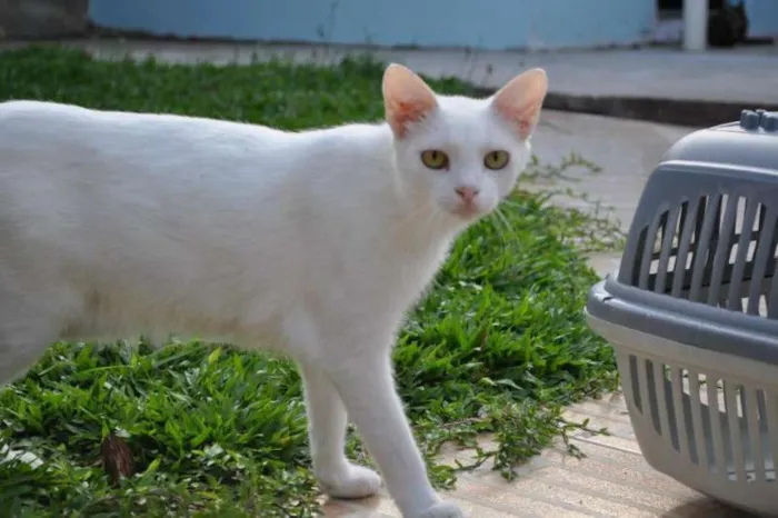 Gato ra a SRD idade 1 ano nome Sweet