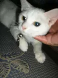 Sweet