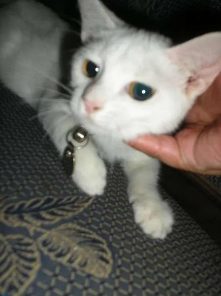 Gato ra a SRD idade 1 ano nome Sweet