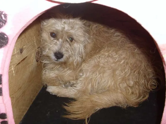 Cachorro ra a Poodle idade 5 anos nome fofão