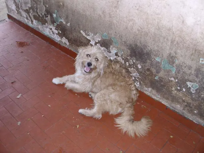 Cachorro ra a Poodle idade 5 anos nome fofão