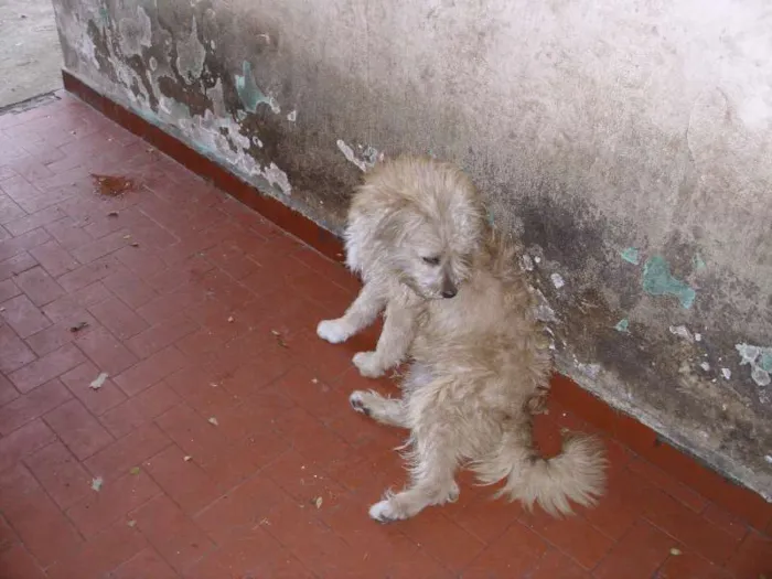 Cachorro ra a Poodle idade 5 anos nome fofão