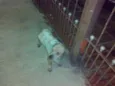 Fofo