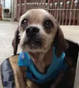 Fofo