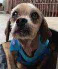 Fofo