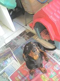 Cachorro ra a vira lata - salsicha idade 1 ano nome Shakira