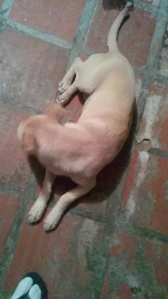 Cachorro ra a Desconhecida idade 7 a 11 meses nome Fuba