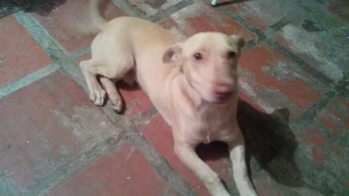 Cachorro ra a Desconhecida idade 7 a 11 meses nome Fuba