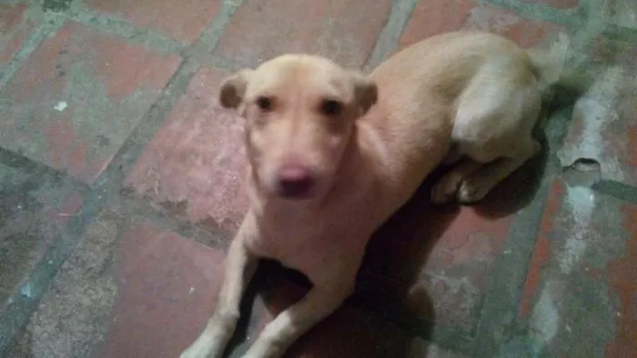 Cachorro ra a Desconhecida idade 7 a 11 meses nome Fuba