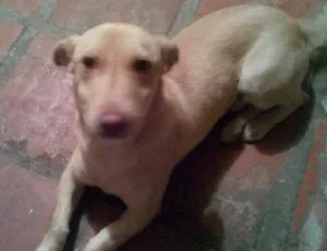 Cachorro raça Desconhecida idade 7 a 11 meses nome Fuba