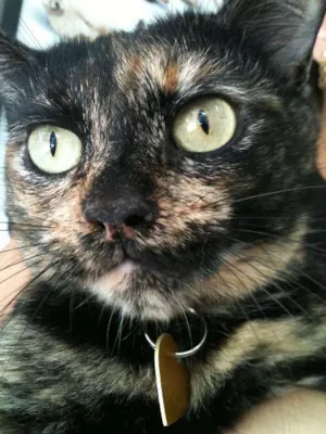 Gato raça SRD idade 1 ano nome Dolores