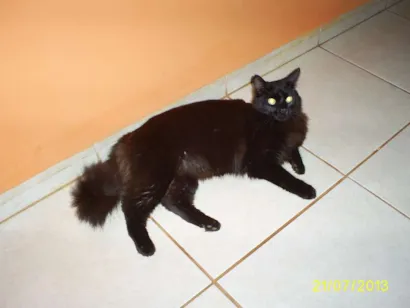 Gato raça SRD idade 1 ano nome Ramon