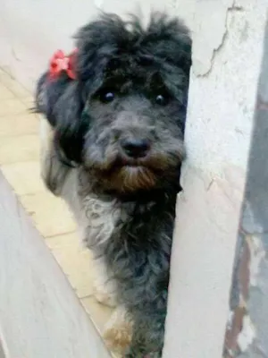 Cachorro raça Poodle idade 1 ano nome PRETINHA