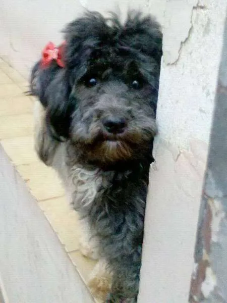 Cachorro ra a Poodle idade 1 ano nome PRETINHA