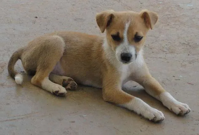 Cachorro ra a SRD idade 2 a 6 meses nome Shakira