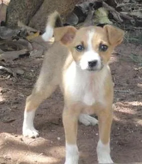 Cachorro raça SRD idade 2 a 6 meses nome Shakira
