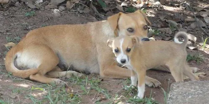 Cachorro ra a SRD idade 2 a 6 meses nome Shakira