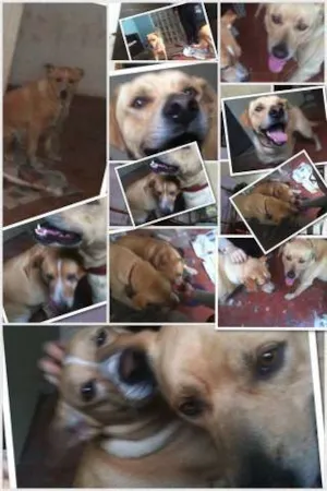 Cachorro raça Labradores idade 3 anos nome Casal