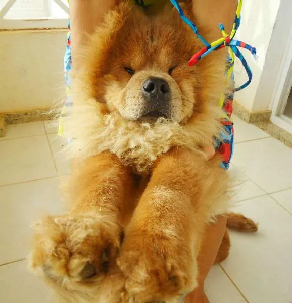 Cachorro raça Chow Chow idade 2 anos nome Jacob