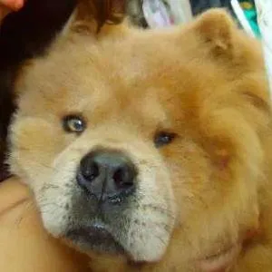 Cachorro raça Chow Chow idade 2 anos nome Jacob