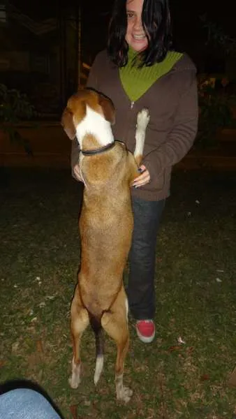 Cachorro ra a SRD idade 1 ano nome Não sabemos