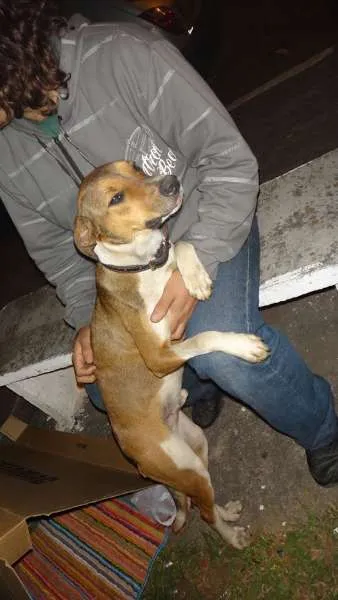 Cachorro ra a SRD idade 1 ano nome Não sabemos