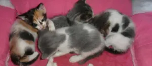 Gato raça viralata idade 2 a 6 meses nome kitties