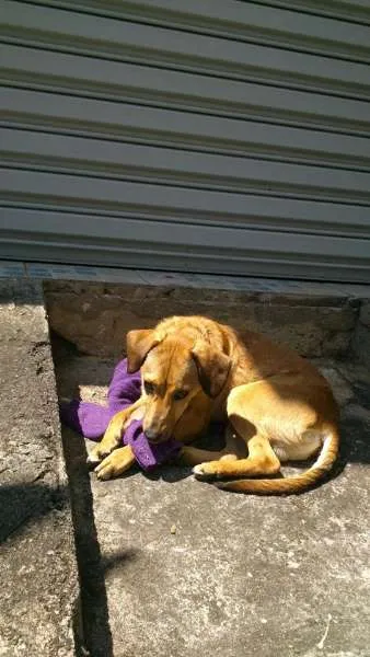 Cachorro ra a SRD idade 7 a 11 meses nome SEM NOME