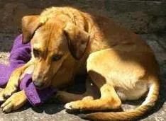Cachorro ra a SRD idade 7 a 11 meses nome SEM NOME