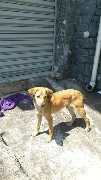 Cachorro ra a SRD idade 7 a 11 meses nome SEM NOME