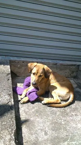Cachorro ra a SRD idade 7 a 11 meses nome SEM NOME