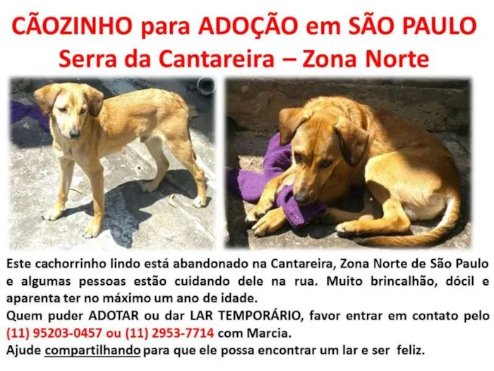 Cachorro ra a SRD idade 7 a 11 meses nome SEM NOME