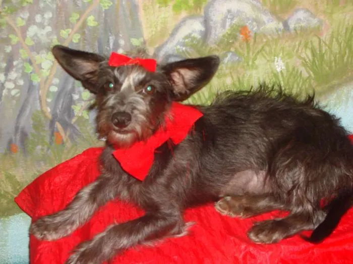 Cachorro raça vira-lata idade 7 a 11 meses nome chulipa