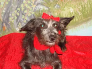 Cachorro raça vira-lata idade 7 a 11 meses nome chulipa