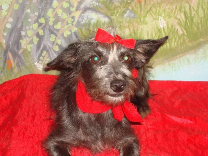 Cachorro raça vira-lata idade 7 a 11 meses nome chulipa