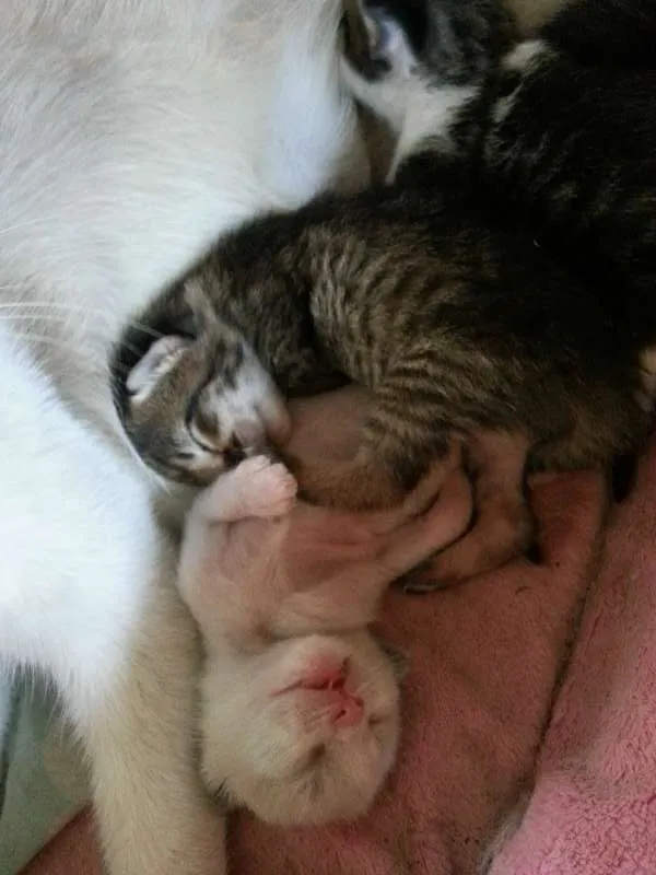 Gato ra a SRD idade Abaixo de 2 meses nome Mimizinho