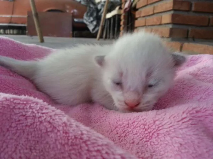 Gato ra a SRD idade Abaixo de 2 meses nome Mimizinho